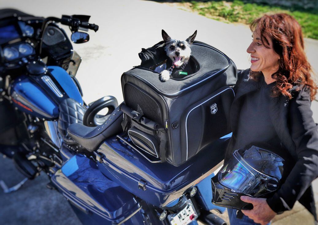 Motorcycle gas 2025 tank dog carrier