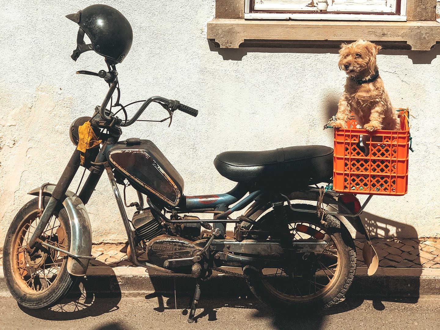 Riding On A Motorcycle With Your Dog | Cycle World